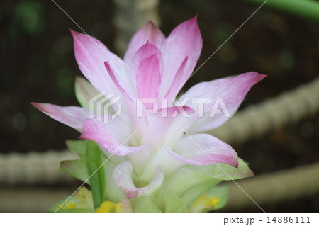 ハルウコンの花 ハルウコンの花 14886111