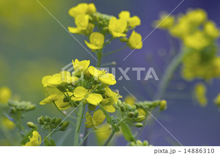 菜花 14886310