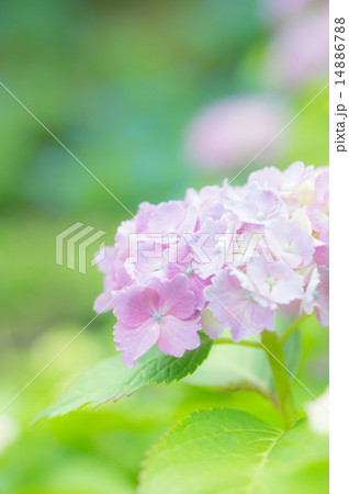 紫陽花（ピンク） 14886788