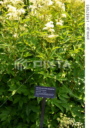 せいようなつゆきそう 〔西洋夏雪草〕 せいようなつゆきそう 〔西洋夏雪草〕 14887065