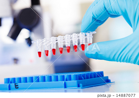 PCR strip test tubes and micropipette in  PCR strip test tubes and micropipette in  14887077