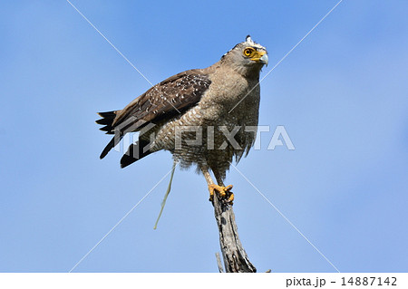 カンムリワシの排泄 14887142