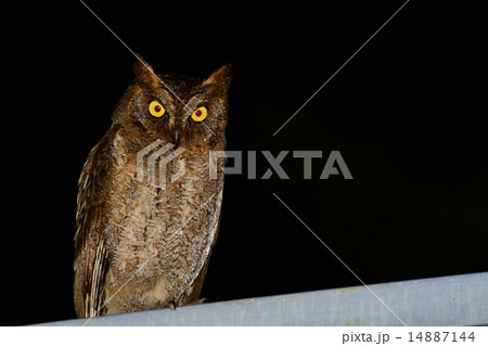 セレベスコノハヅク セレベスコノハヅク 14887144