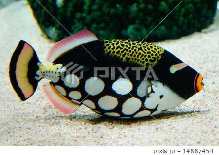 モンガラカワハギ　Balistoides conspicillum 14887453