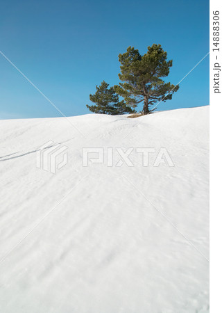 Green fir trees with snow. Green fir trees with snow. 14888306