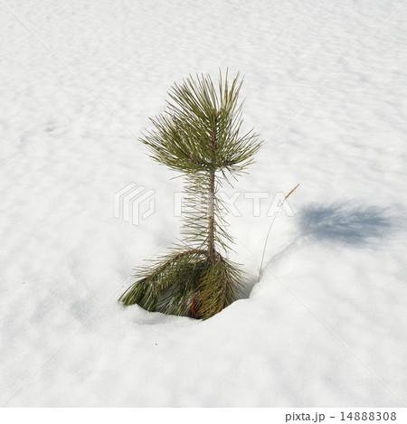 Snowy green fir tree. Snowy green fir tree. 14888308