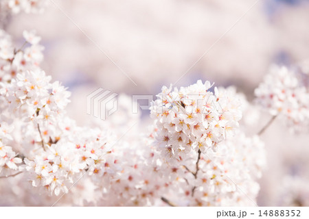 満開の桜 満開の桜 14888352