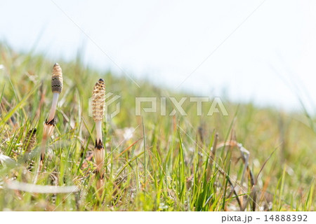 つくし 14888392