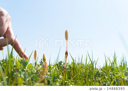 ツクシ 14888393