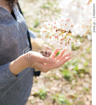 花見 花見 14888404