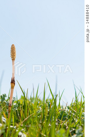 ツクシ 14888410