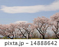 桜並木 14888642