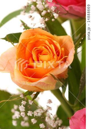 Beautiful yellow rose 14888669