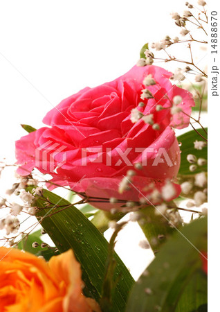 Beautiful pink rose Beautiful pink rose 14888670