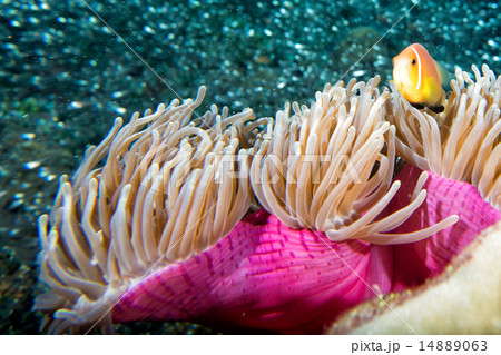 Clown fish inside pink purple anemone Clown fish inside pink purple anemone 14889063