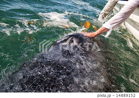 grey whale approaching a boat 14889152