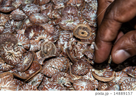 Betel seed made of cutted khat Betel seed made of cutted khat 14889157