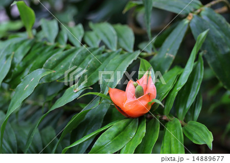 フレイキネティア・ムルチフローラの花と雨雫 フレイキネティア・ムルチフローラの花と雨雫 14889677