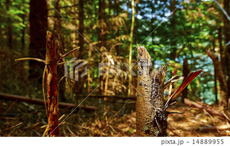 Deforestation 14889955