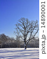 Winter Tree 14890001