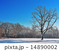 Winter Tree 14890002