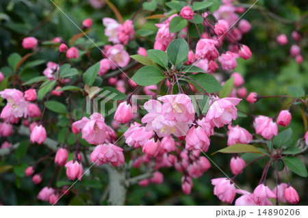 はなかいどう 14890206