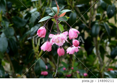 はなかいどう はなかいどう 14890211