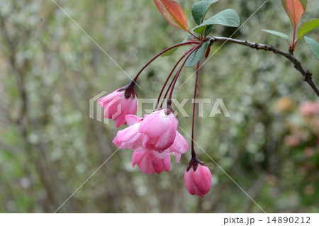 はなかいどう はなかいどう 14890212