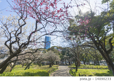 梅が咲く公園 梅が咲く公園 14890233