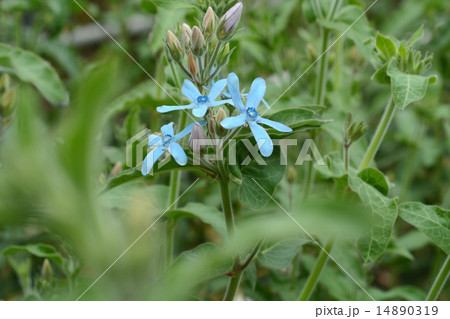 ブルースター 14890319