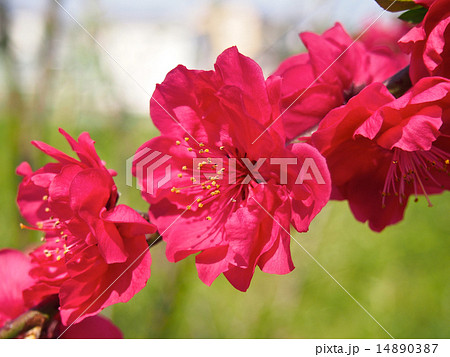 ハナモモの花（少し引き） 14890387