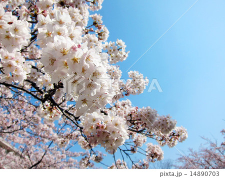 桜 14890703