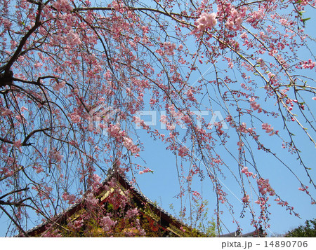 しだれ桜 14890706