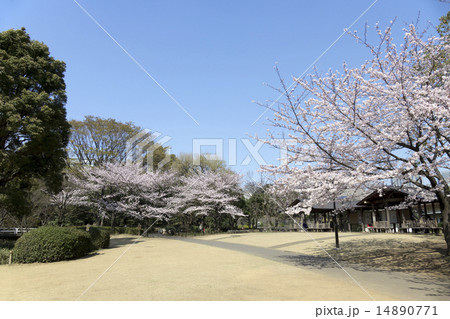 北の丸公園　満開の桜　ソメイヨシノ 14890771