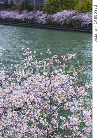 大川沿い満開桜 大川沿い満開桜 14890823