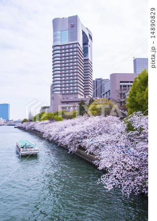 大川沿い満開桜 14890829