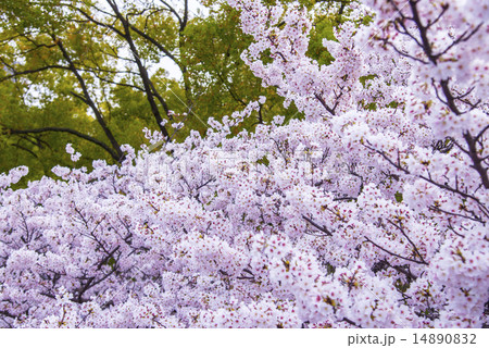 若葉と満開桜 若葉と満開桜 14890832