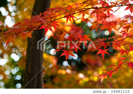 紅葉 紅葉 14891132