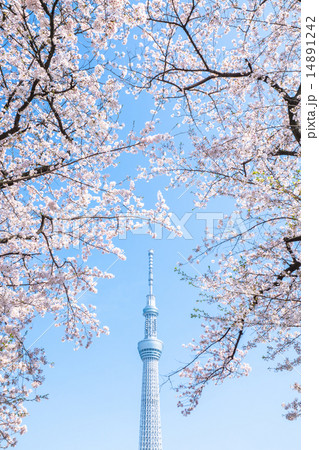 桜✕スカイツリー 桜✕スカイツリー 14891242