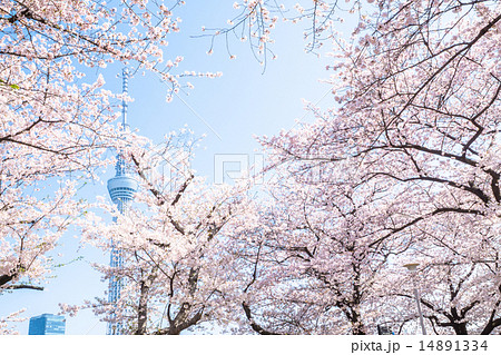 桜✕スカイツリー 桜✕スカイツリー 14891334
