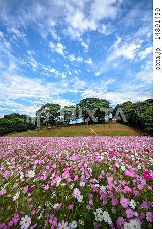 コスモス畑 長崎県佐世保市展海峰の写真素材