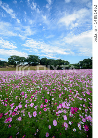 コスモス畑 長崎県佐世保市展海峰の写真素材