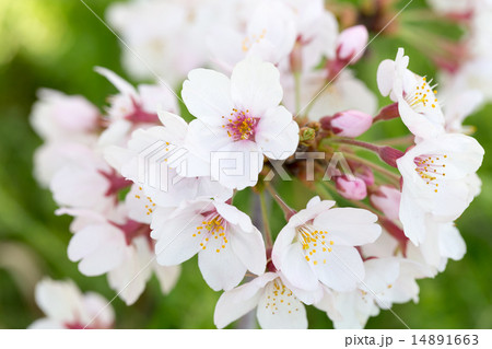桜 14891663