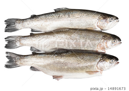 fresh trout on white background 14891673