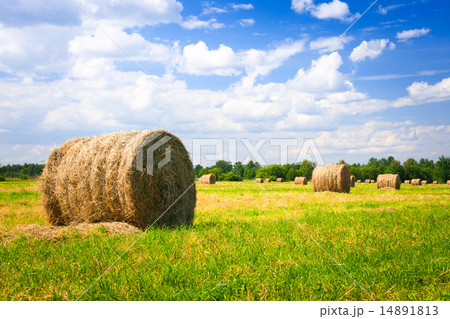 landscape with harvested bales 14891813