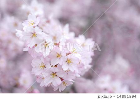 サクラの花 サクラ クローズアップ サクラの花 サクラ クローズアップ 14891894