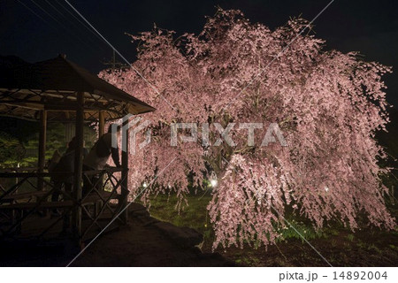高松市鬼無町の想い出桜　夜  14892004