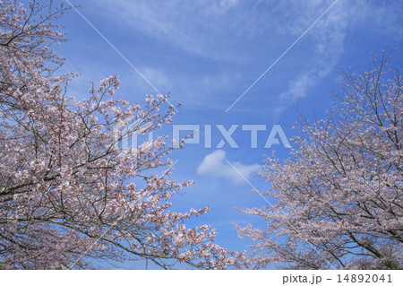 サクラの花　サクラ　青空 14892041