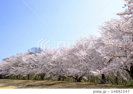 サクラの花 サクラ 青空 サクラの花 サクラ 青空 14892347