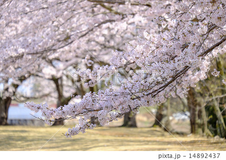 サクラの花 サクラ 桜並木 サクラの花 サクラ 桜並木 14892437
